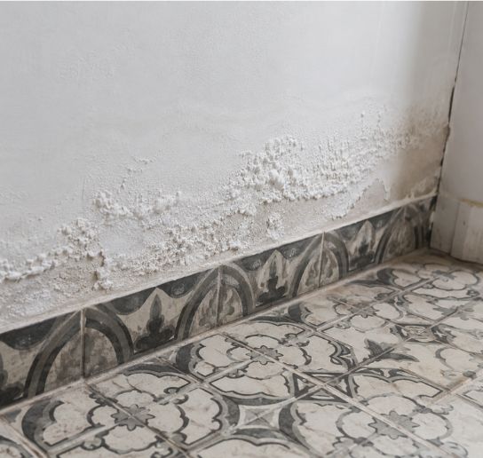 Home 3 zoutuitbloeiingen muur opstijgend vocht
